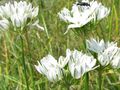 white Garden Flowers Triteleia, Grass Nut, Ithuriel's Spear, Wally Basket Photo, cultivation and description, characteristics and growing