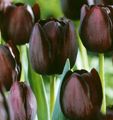 burgundy Garden Flowers Tulip, Tulipa Photo, cultivation and description, characteristics and growing