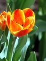 orange Garden Flowers Tulip, Tulipa Photo, cultivation and description, characteristics and growing