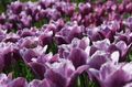 purple Garden Flowers Tulip, Tulipa Photo, cultivation and description, characteristics and growing