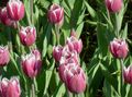 pink Garden Flowers Tulip, Tulipa Photo, cultivation and description, characteristics and growing