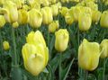 yellow Garden Flowers Tulip, Tulipa Photo, cultivation and description, characteristics and growing