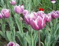 lilac Garden Flowers Tulip, Tulipa Photo, cultivation and description, characteristics and growing