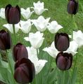 black Garden Flowers Tulip, Tulipa Photo, cultivation and description, characteristics and growing