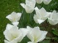 white Garden Flowers Tulip, Tulipa Photo, cultivation and description, characteristics and growing