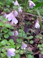 pink Twinflower, Linnaea Photo, cultivation and description, characteristics and growing