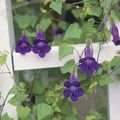 fialový Záhradné kvety Twining Papuľka, Postupný Gloxínia, Asarina fotografie, pestovanie a popis, vlastnosti a pestovanie