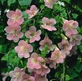 rosa Trädgårdsblommor Twining Lejongap, Krypande Gloxinia, Asarina Fil, uppodling och beskrivning, egenskaper och odling