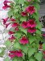 red Garden Flowers Twining Snapdragon, Creeping Gloxinia, Asarina Photo, cultivation and description, characteristics and growing