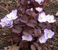 lilac Garden Flowers Twinleaf, Jeffersonia dubia Photo, cultivation and description, characteristics and growing
