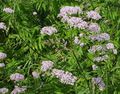 pink Garden Flowers Valerian, Garden Heliotrope, Valeriana officinalis Photo, cultivation and description, characteristics and growing