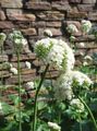 white Garden Flowers Valerian, Garden Heliotrope, Valeriana officinalis Photo, cultivation and description, characteristics and growing