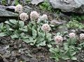rózsaszín Kerti Virágok Valeriana Petrophila fénykép, termesztés és leírás, jellemzők és növekvő