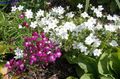 biały Ogrodowe Kwiaty Leguziya Lustro Wenus, Legousia speculum-veneris zdjęcie, uprawa i opis, charakterystyka i hodowla