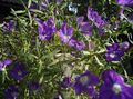 purpurowy Ogrodowe Kwiaty Leguziya Lustro Wenus, Legousia speculum-veneris zdjęcie, uprawa i opis, charakterystyka i hodowla