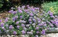 lilac Garden Flowers Verbena Photo, cultivation and description, characteristics and growing