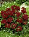 burgundy Garden Flowers Verbena Photo, cultivation and description, characteristics and growing