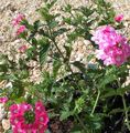 pink Garden Flowers Verbena Photo, cultivation and description, characteristics and growing