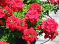 red Garden Flowers Verbena Photo, cultivation and description, characteristics and growing