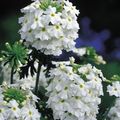 white Garden Flowers Verbena Photo, cultivation and description, characteristics and growing