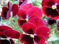 röd Trädgårdsblommor Viola, Pansy, Viola  wittrockiana Fil, uppodling och beskrivning, egenskaper och odling