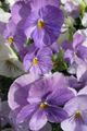 lila Trädgårdsblommor Viola, Pansy, Viola  wittrockiana Fil, uppodling och beskrivning, egenskaper och odling
