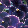 svart Trädgårdsblommor Viola, Pansy, Viola  wittrockiana Fil, uppodling och beskrivning, egenskaper och odling