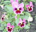 rosa Trädgårdsblommor Viola, Pansy, Viola  wittrockiana Fil, uppodling och beskrivning, egenskaper och odling