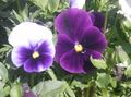 violett Trädgårdsblommor Viola, Pansy, Viola  wittrockiana Fil, uppodling och beskrivning, egenskaper och odling