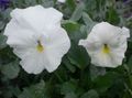 vit Trädgårdsblommor Viola, Pansy, Viola  wittrockiana Fil, uppodling och beskrivning, egenskaper och odling