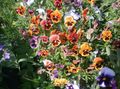 orange Garden Flowers Viola, Pansy, Viola  wittrockiana Photo, cultivation and description, characteristics and growing