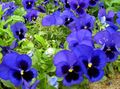 blå Trädgårdsblommor Viola, Pansy, Viola  wittrockiana Fil, uppodling och beskrivning, egenskaper och odling