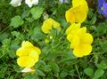 gul Trädgårdsblommor Viola, Pansy, Viola  wittrockiana Fil, uppodling och beskrivning, egenskaper och odling