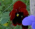 burgundy Garden Flowers Viola, Pansy, Viola  wittrockiana Photo, cultivation and description, characteristics and growing