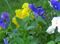 ljusblå Trädgårdsblommor Viola, Pansy, Viola  wittrockiana Fil, uppodling och beskrivning, egenskaper och odling