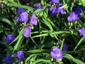 blue Garden Flowers Virginia Spiderwort, Lady's Tears, Tradescantia virginiana Photo, cultivation and description, characteristics and growing