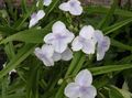 white Garden Flowers Virginia Spiderwort, Lady's Tears, Tradescantia virginiana Photo, cultivation and description, characteristics and growing