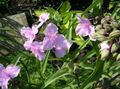 pink Garden Flowers Virginia Spiderwort, Lady's Tears, Tradescantia virginiana Photo, cultivation and description, characteristics and growing