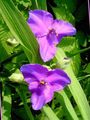 lilac Garden Flowers Virginia Spiderwort, Lady's Tears, Tradescantia virginiana Photo, cultivation and description, characteristics and growing