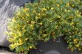 geltonas Sodo Gėlės Vitaliana, Vitaliana primuliflora Nuotrauka, auginimas ir aprašymas, charakteristikos ir augantis