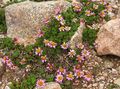 розов Градински цветове Waldheimia, Waldheimia tridactylites снимка, отглеждане и описание, характеристики и култивиране