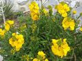 gul Hage blomster Veggpryd, Cheiranthus Bilde, dyrking og beskrivelse, kjennetegn og voksende