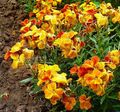 arancione I fiori da giardino Wallflower, Cheiranthus foto, la lavorazione e descrizione, caratteristiche e la coltivazione
