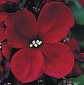 burgunder Hage blomster Veggpryd, Cheiranthus Bilde, dyrking og beskrivelse, kjennetegn og voksende