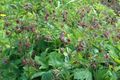 burgundy Garden Flowers Water Avens, Bog Avens, Cure All, Geum rivale Photo, cultivation and description, characteristics and growing