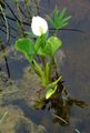 white Garden Flowers Water Calla, Calla palustris Photo, cultivation and description, characteristics and growing