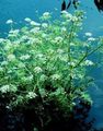 white Garden Flowers Water Celery, Water Parsley, Water Dropwort, Oenanthe Photo, cultivation and description, characteristics and growing