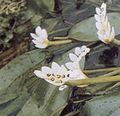 ホワイト 庭の花 水サンザシ, Aponogeton distachyos フォト, 栽培 と 説明, 特性 と 成長