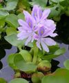 lilla I fiori da giardino Giacinto D'acqua, Eichornia crassipes foto, la lavorazione e descrizione, caratteristiche e la coltivazione