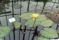 gul Trädgårdsblommor Näckros, Nymphaea Fil, uppodling och beskrivning, egenskaper och odling